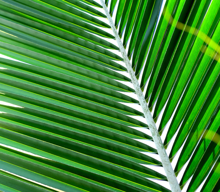 Palm tree branch against the lightの写真素材