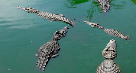 Crocodiles Resting at Crocodile Farm in Thailandの写真素材