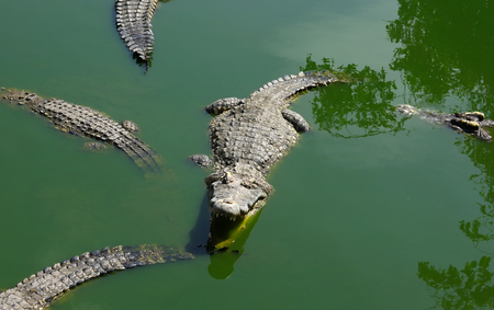 Crocodiles Resting at Crocodile Farm in Thailandの写真素材