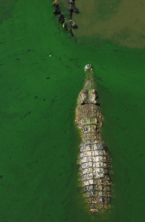 Crocodiles Resting at Crocodile Farm in Thailandの写真素材