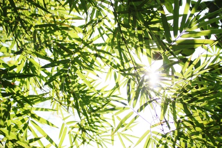 light with shadow on Bamboo leavesの写真素材