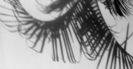 shadow of the leaves on a white wallの写真素材