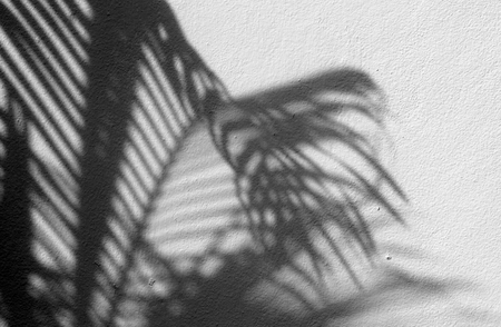 shadow of the leaves on a white wallの写真素材
