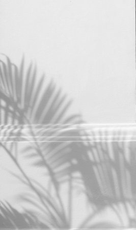 shadow of the leaves on a white wall