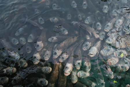Giant gourami in pond with reflection.