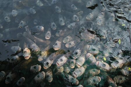 Giant gourami in pond with reflection.の写真素材