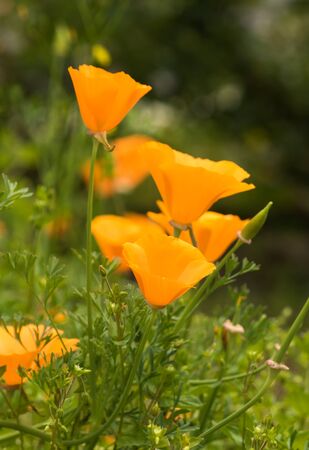 Flower background. Beautiful view of yellow tulips under sunlight.の写真素材