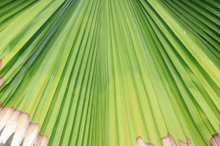 beautiful palm leaves of tree in sunlightの写真素材