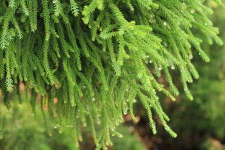 Fir tree branch or Christmas tree with sunlight morning