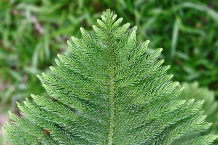 Pine tree closeup in parkの写真素材