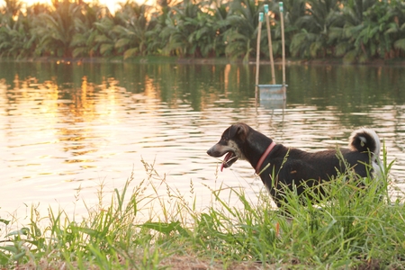 black dog on shrimp farm nature backgroundの写真素材