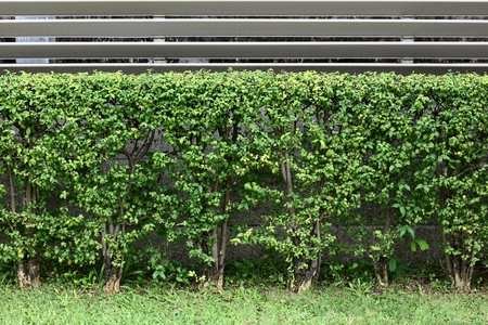green hedge or Green Leaves Wallの写真素材
