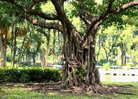 the banyan tree in the parkの写真素材