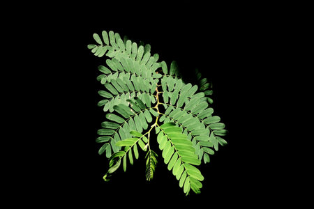 Tree in the sun, black backgroundの写真素材