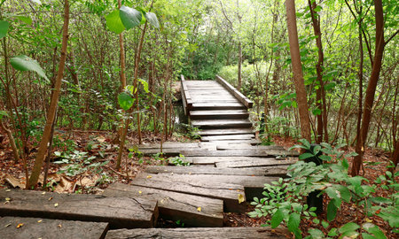 Wood bridge in the forest at Thailand