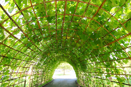 Tree tunnel in gardenの写真素材