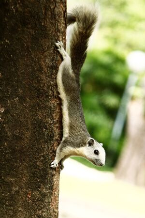 Squirrel on the treeの写真素材