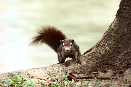 Squirrel on the tree