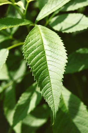 Green leaves in sunlight morningの写真素材