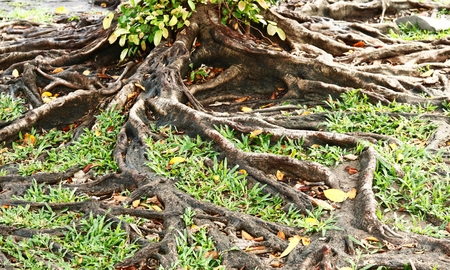 Tree roots in autumn with sunlightの写真素材