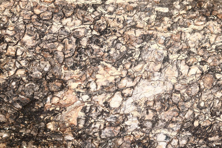 dark tree bark texture
