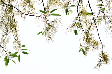 Branches of white flowers backgroundの写真素材