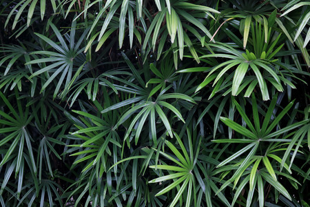 green trees in gardenの写真素材