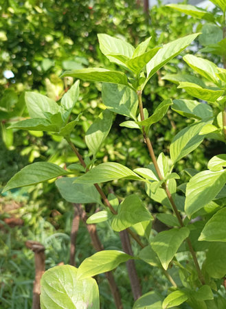 Basil leaves in the garden,Thai herb,Herbalの写真素材