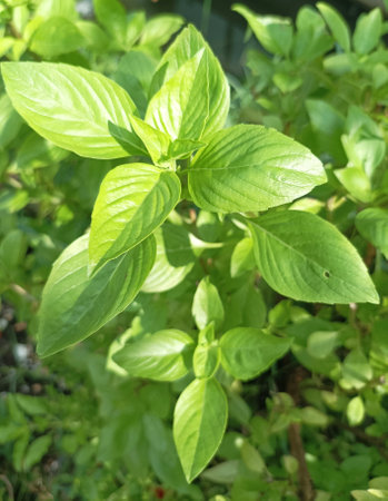 Fresh basil leaves in the garden. Natural background.の写真素材