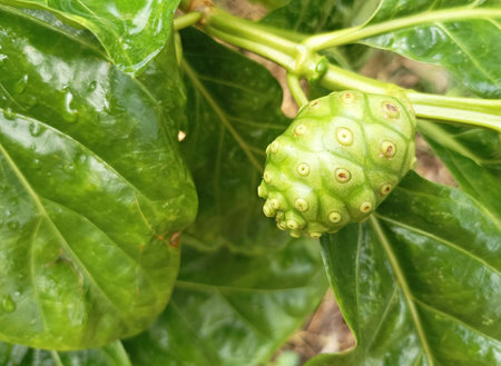 Noni fruit on the tree with water droplets, Thailand.の写真素材