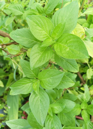 Basil plant growing in the garden, closeup of green leavesの素材