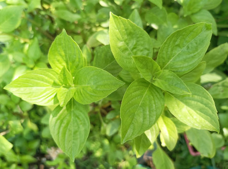 Basil plant growing in the garden, closeup of green leavesの素材