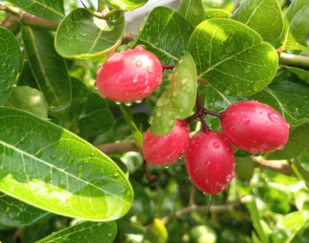Carissa carandas or Karonda fruits on the tree.の素材
