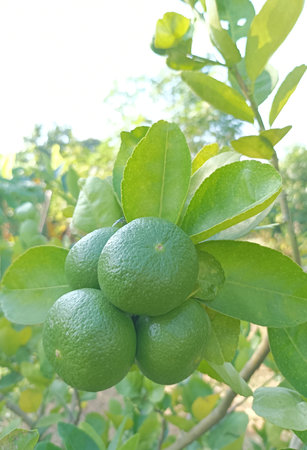 Lemon fresh in the gardenの写真素材