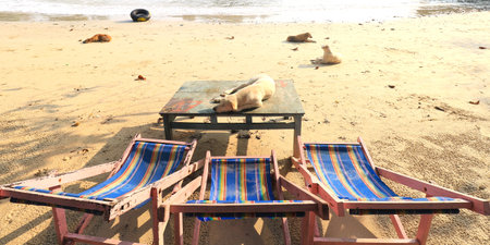 Backlit trees on the beach and calm seaの写真素材