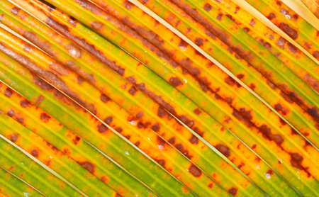 Details of the colors of banana leaves in summerの写真素材