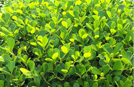 Green spring forest. Fresh green spring leaves in sunny day