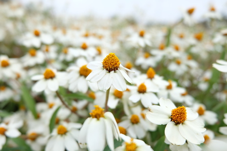 beautiful flower white daisy in gardenの写真素材