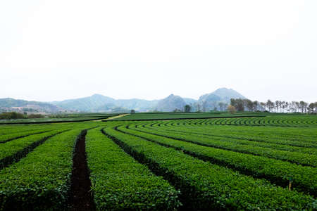 Tea farm, Chiang Rai Thailandの写真素材