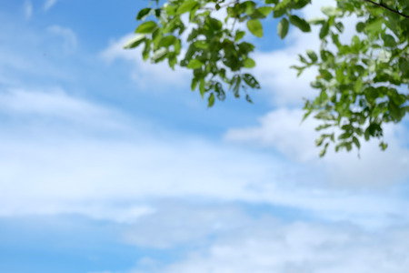 Blur of  fresh green abstract and sky.For create nature background conceptの写真素材