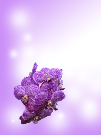 Beautiful purple orchid flowersの写真素材