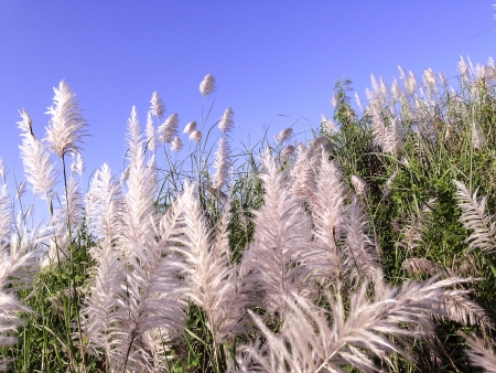 Pampas grass with blue sky の写真素材