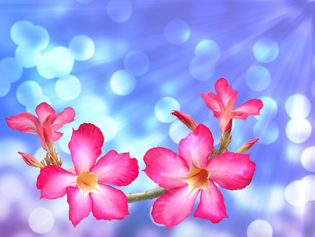 Pink adenium flowers abstract backgroundの写真素材