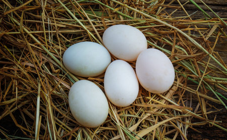 Five white egg on the  grassの写真素材