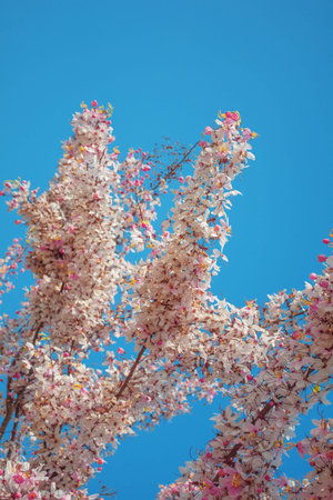 Cassia Grandis Flowers on Blue Sky