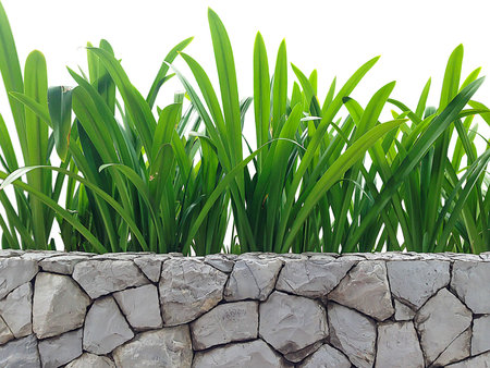 Green leaf plant on the stone wallの写真素材