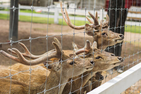 deers in the zooの写真素材