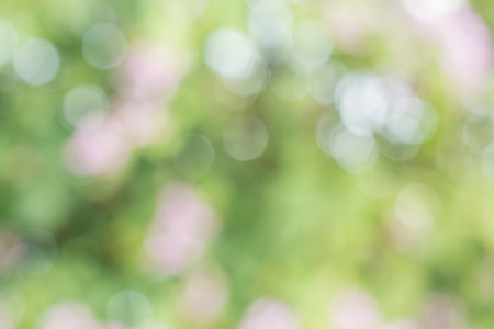 Sunny abstract green nature background, selective focusの写真素材