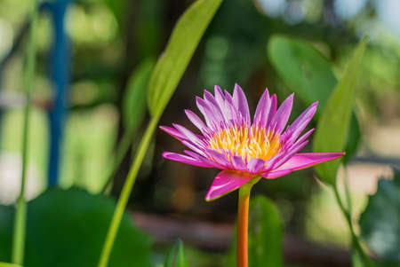 Pink water lilyの写真素材