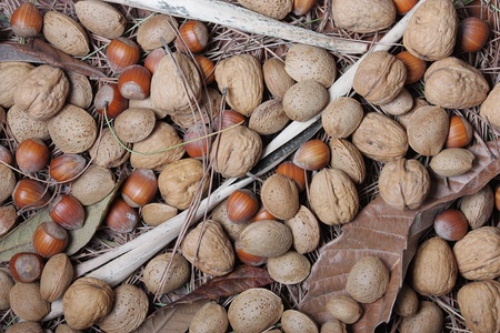 autumn background consisting of nuts, almonds and hazelnuts on a bed of dry leavesの写真素材